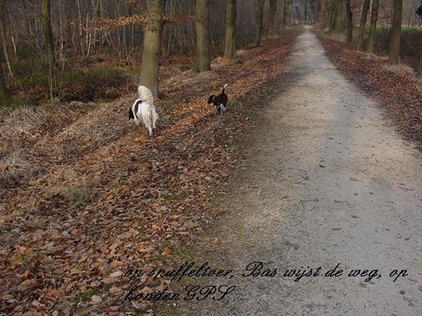 De eerste wandeling met Belle in 't Giels Bos