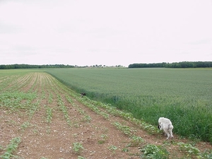 Ginds komt Belle uit het veld