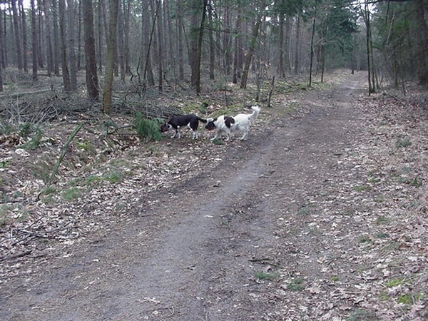 verschillen in geuren