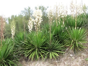 vakantie in Italië 043a