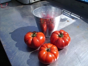 tomaten 26-08-2008 (2)