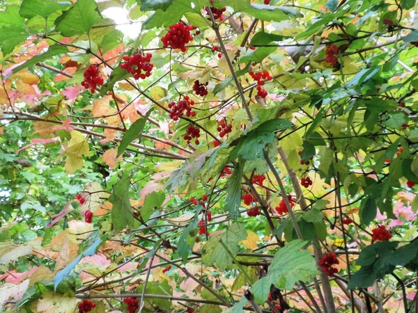 Fort V fotowandeling_10