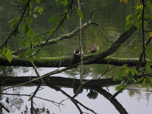 Wandeling Fort Edegem 015