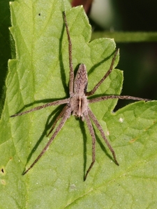 IMG_0928cr1 Wolfspin (Pisaura mirabilis ?)