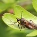 IMG_0999 Zilvervlek dansvlieg (Empis opaca)