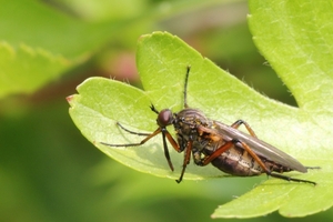 IMG_0999 Zilvervlek dansvlieg (Empis opaca)