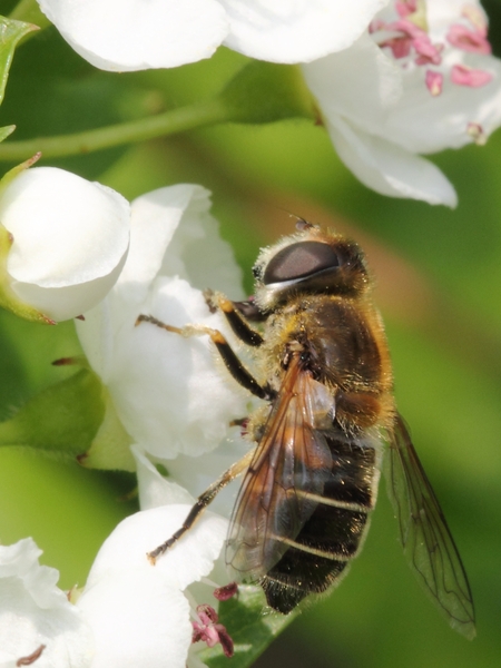 IMG_1010cr2 Puntbijvlieg (Enstalis nemorum)