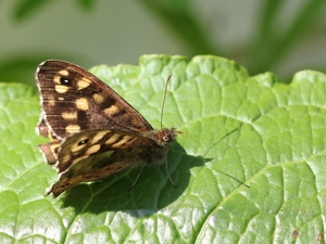 IMG_1162 Bont zandoogje (Parange aegeria)