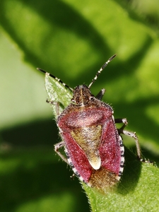 IMG_1175 Bessenwants (Dolycoris baccarum)