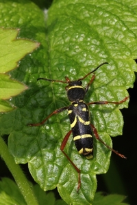 IMG_1215 Kleine wespenbok (Clytus arietis)