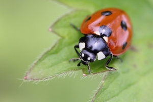 IMG_1268cr1 Zevenstippelig lieveheerbeestje (Coccinella septempun