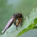 IMG_1741 Eikenroofvlieg (Neotamus cyanurus) met prooi (Empis ...)