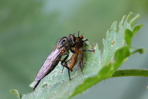 IMG_1741 Eikenroofvlieg (Neotamus cyanurus) met prooi (Empis ...)