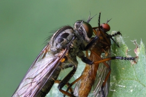 IMG_1741crps Eikenroofvlieg (Neotamus cyanurus) met prooi (Empis 