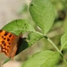 IMG_1742 Gehakkelde aurelia (Polygonia c-album)