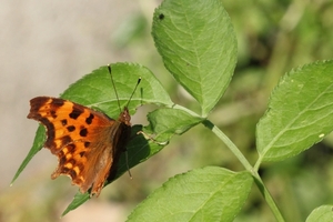 IMG_1742 Gehakkelde aurelia (Polygonia c-album)