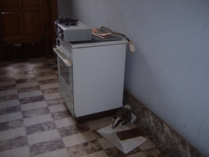 SUC52528
