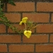 Raversijde 16 Juli 2007 027 (Medium)-1