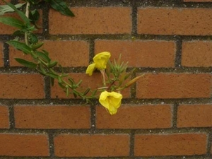 Raversijde 16 Juli 2007 027 (Medium)-1