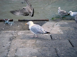 Zeetje in Augustus 2006 006 (Medium)-1
