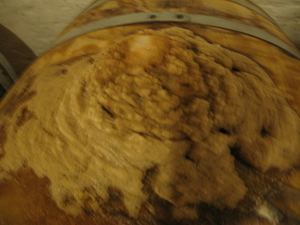 Timmermans 48