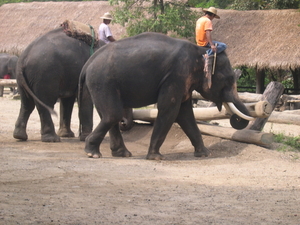 Werken met olifanten
