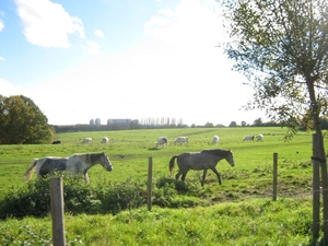 Fiets West Uit Dilbeek-Vlezenbeek 2010 018