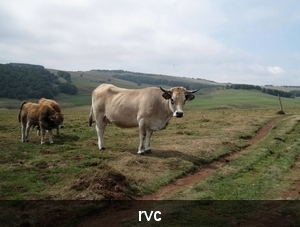 de Aubrac met de typische koeien