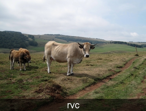 koe;aubrac;le puy; compostela; pelgrimeren; camino