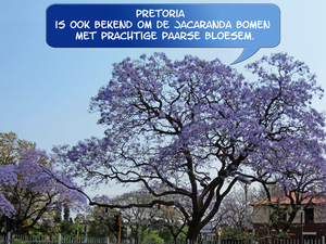 Jacarandaboom