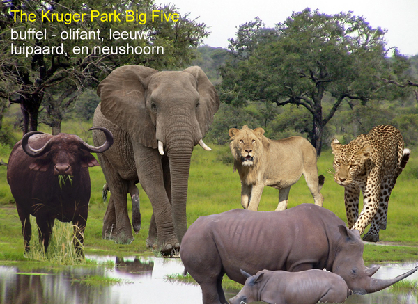 Zuid-Afrika Big 5