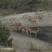 De impala of rooibok