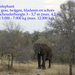 African elephant