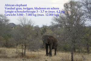 African elephant