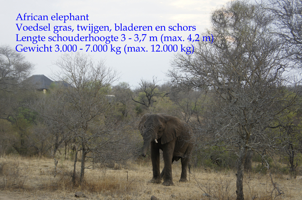 African elephant