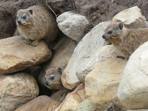 Tsitsikamma National Park