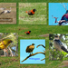Vogels in  Afrika