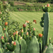 Oudtshoorn