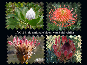 Bloemen Pracht Zuid-Afrika