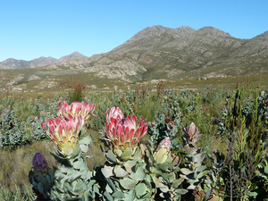 Swartberg Pass