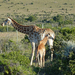 Cheetah conservation centre