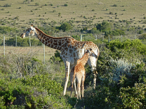 Cheetah conservation centre