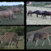 Safari