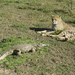 Cheetah Conservation Centre