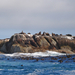 Houtbaai - zeehondeeiland
