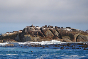 Houtbaai - zeehondeeiland