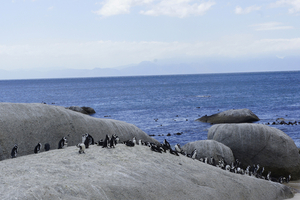 Boulders Beach Bij Simon's Town