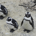 Boulders Beach