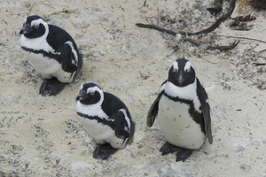 Boulders Beach