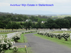 Stellenbosch